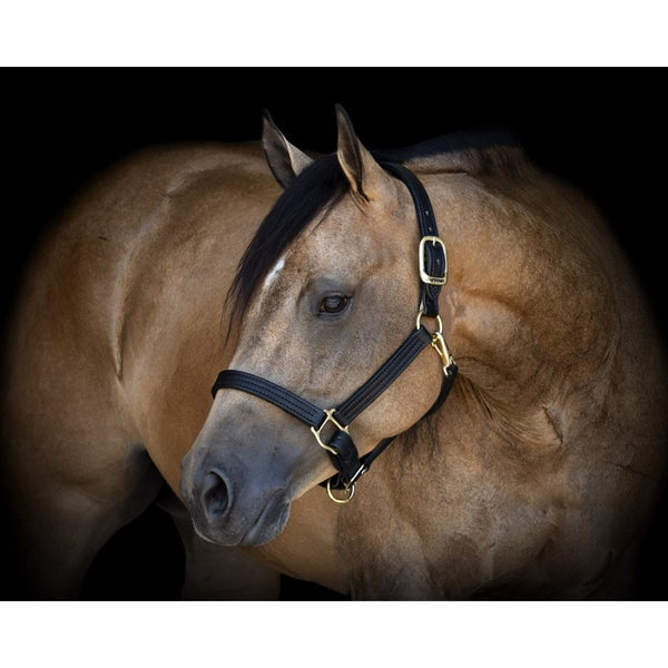 140B Perri's 1 Inch Turnout Horse Halter - Black